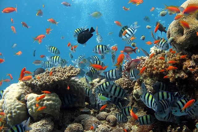 MSC Cruises und IUCN verkünden Partnerschaft zum Schutz von Korallenriffen