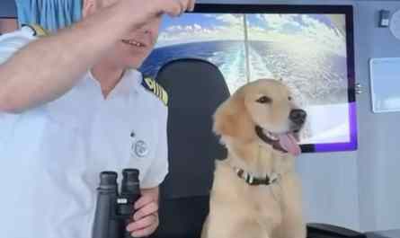 Chief Dog Officer