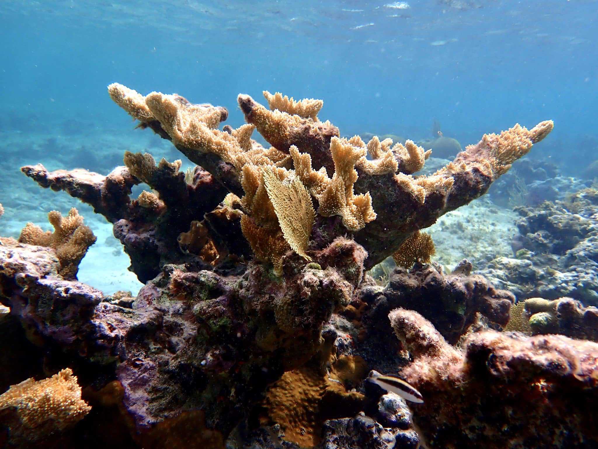 MSC Foundation Corallenschutz