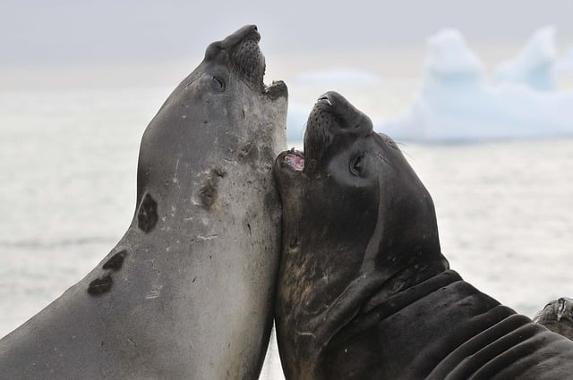Seeelefanten